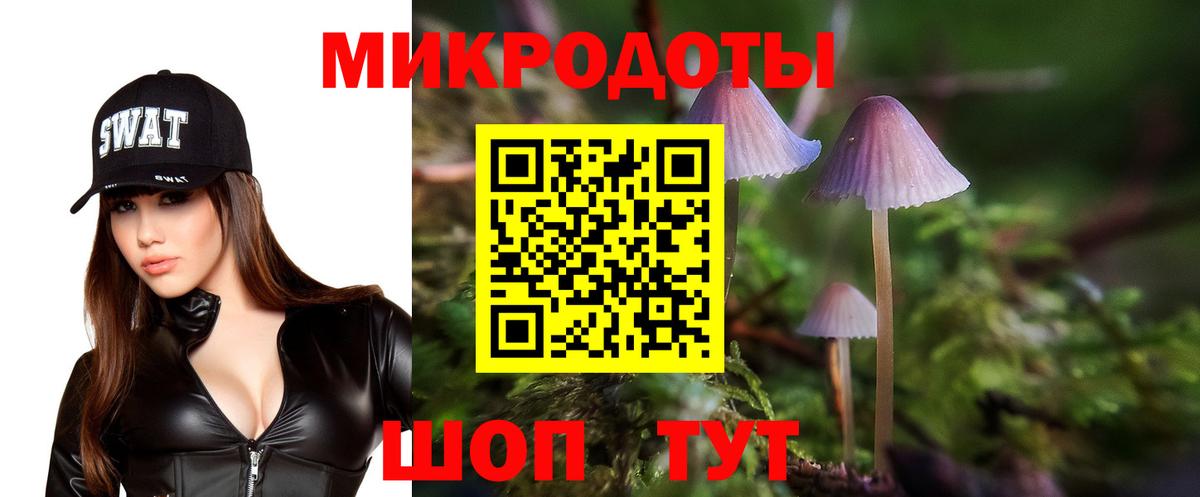Псилоцибиновые грибы Psilocybe Дербент